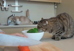 猫的训练,培养聪明、独立与和谐共处的宠物伴侣