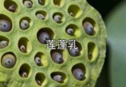 莲蓬乳空手指,莲蓬乳空手指的起源与真相揭秘