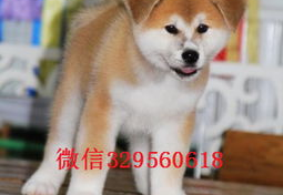 秋田犬多少钱,了解不同血统与年龄的定价差异