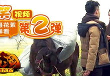 爆笑视频,盘点近期爆笑视频，欢乐无限