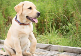 拉布拉多犬,忠诚与智慧的完美结合