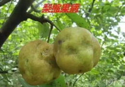 果梨 私密生活,揭开明星的私密生活面纱